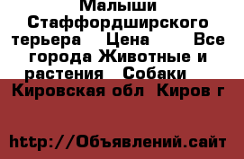 Малыши Стаффордширского терьера  › Цена ­ 1 - Все города Животные и растения » Собаки   . Кировская обл.,Киров г.